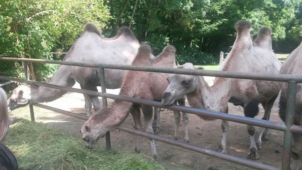 Besuch im Erfurter Zoo.